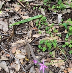 Caladenia latifolia at Windy Harbour, WA - suppressed