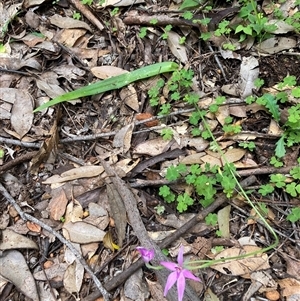 Caladenia latifolia at Windy Harbour, WA - suppressed