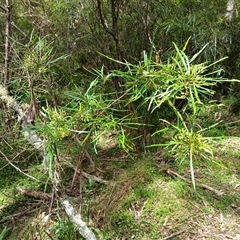 Lomatia myricoides (River Lomatia) at Tantawangalo, NSW - 18 Dec 2024 by mahargiani