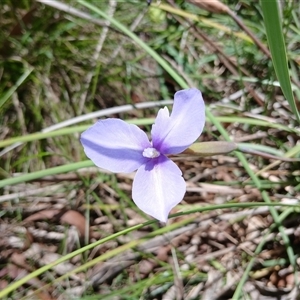 Patersonia fragilis at Glen Allen, NSW - 18 Dec 2024 12:25 PM