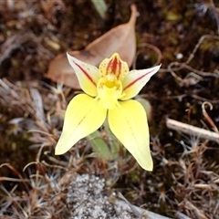 Caladenia flava (Cowslip Orchid) at Windy Harbour, WA - 18 Oct 2024 by AnneG1
