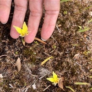 Caladenia flava at Windy Harbour, WA - suppressed