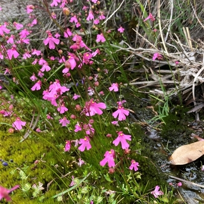 Utricularia multifida at Windy Harbour, WA - 18 Oct 2024 by AnneG1