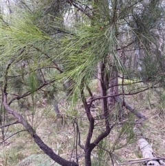 Exocarpos cupressiformis at Glen Allen, NSW - 18 Dec 2024 by mahargiani