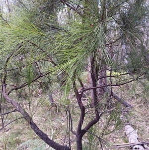 Exocarpos cupressiformis (Cherry Ballart) at Glen Allen, NSW by mahargiani