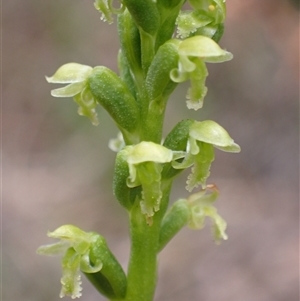 Microtis media (Common Mignonette Orchid) at Windy Harbour, WA by AnneG1