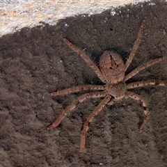 Isopedella victorialis (A huntsman spider) at Footscray, VIC - 18 Dec 2024 by kumoko