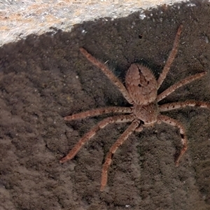 Isopedella victorialis (A huntsman spider) at Footscray, VIC by kumoko