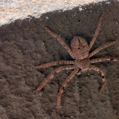 Isopedella victorialis (A huntsman spider) at Footscray, VIC - 18 Dec 2024 by kumoko