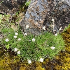 Unidentified Other Wildflower or Herb at Windy Harbour, WA - 18 Oct 2024 by AnneG1