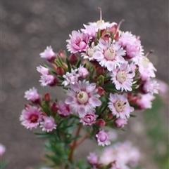 Verticordia plumosa (Plumed Featherflower) at Windy Harbour, WA - 18 Oct 2024 by AnneG1
