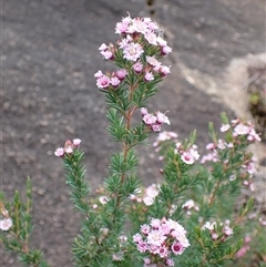 Verticordia plumosa at Windy Harbour, WA - 18 Oct 2024 11:57 AM
