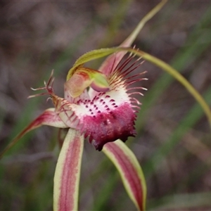 Caladenia brownii at Windy Harbour, WA - suppressed
