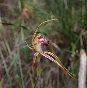 Caladenia brownii at Windy Harbour, WA - suppressed