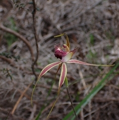 Caladenia brownii at Windy Harbour, WA - 18 Oct 2024