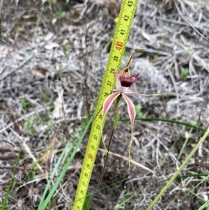 Caladenia brownii at Windy Harbour, WA - suppressed