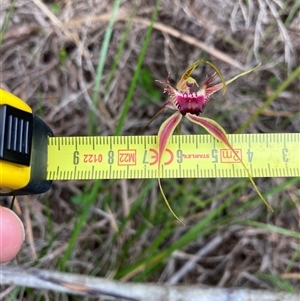 Caladenia brownii at Windy Harbour, WA - suppressed