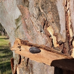 Laxta sp. (genus) (Bark cockroach) at Bowning, NSW - 18 Dec 2024 by Maren