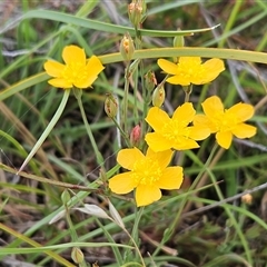 Hypericum gramineum (Small St Johns Wort) at Belconnen, ACT - 18 Dec 2024 by sangio7