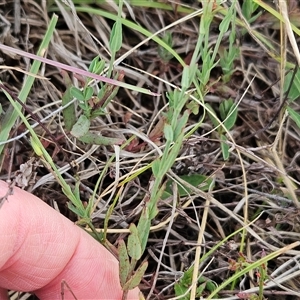 Hypericum gramineum at Belconnen, ACT - 18 Dec 2024