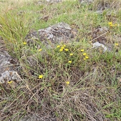 Hypericum gramineum at Belconnen, ACT - 18 Dec 2024