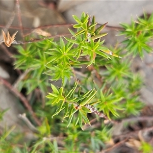 Acrotriche serrulata (Ground-berry) at Whitlam, ACT by sangio7