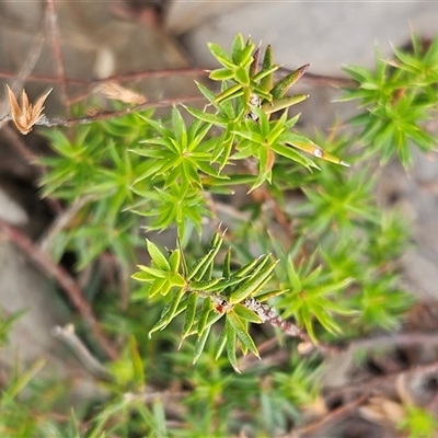 Acrotriche serrulata (Ground-berry) at Whitlam, ACT - 18 Dec 2024 by sangio7