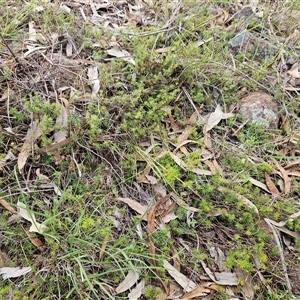 Acrotriche serrulata at Whitlam, ACT - 18 Dec 2024 08:08 AM