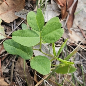 Glycine tabacina at Whitlam, ACT - 18 Dec 2024