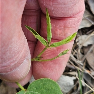 Glycine tabacina at Whitlam, ACT - 18 Dec 2024