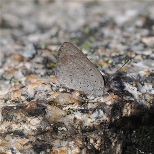 Erina acasta (Blotched Dusky-blue) at Cotter River, ACT by RAllen