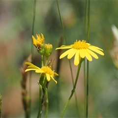 Senecio pinnatifolius var. alpinus at Cotter River, ACT - 15 Dec 2024 by RAllen