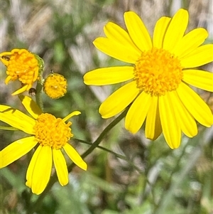 Senecio pinnatifolius var. alpinus at Cotter River, ACT - 15 Dec 2024