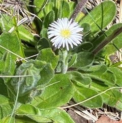 Pappochroma bellidioides (Daisy Fleabane) at Cotter River, ACT - 15 Dec 2024 by RAllen