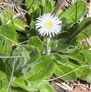 Pappochroma bellidioides at Cotter River, ACT - 15 Dec 2024