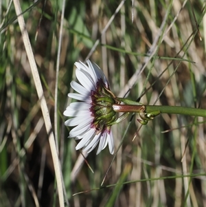 Brachyscome sp. at Cotter River, ACT - 15 Dec 2024 02:32 PM