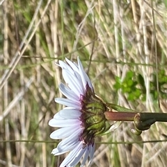 Brachyscome sp. at Cotter River, ACT - 15 Dec 2024 02:32 PM