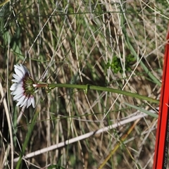 Brachyscome sp. at Cotter River, ACT - 15 Dec 2024 02:32 PM