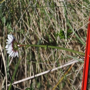 Brachyscome sp. at Cotter River, ACT - 15 Dec 2024 02:32 PM