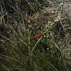 Brachyscome sp. at Cotter River, ACT - 15 Dec 2024 02:32 PM