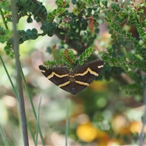 Chrysolarentia oxygona at Cotter River, ACT - 15 Dec 2024 01:58 PM