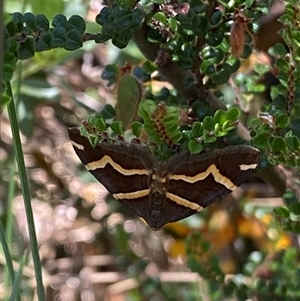 Chrysolarentia oxygona at Cotter River, ACT - 15 Dec 2024 01:58 PM