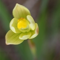 Thelymitra flexuosa (Twisted Sun Orchid) at Windy Harbour, WA - 18 Oct 2024 by AnneG1