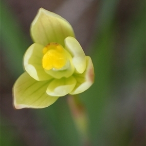 Thelymitra flexuosa at Windy Harbour, WA - 18 Oct 2024