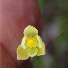 Thelymitra flexuosa at Windy Harbour, WA - suppressed