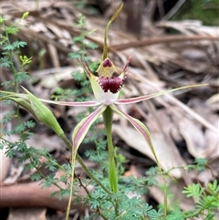 Caladenia brownii at Windy Harbour, WA - 18 Oct 2024 by AnneG1