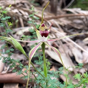 Caladenia brownii at Windy Harbour, WA - suppressed