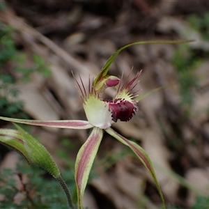 Caladenia brownii at Windy Harbour, WA - suppressed