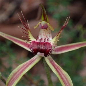 Caladenia brownii at Windy Harbour, WA - suppressed