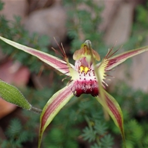 Caladenia brownii at Windy Harbour, WA - suppressed